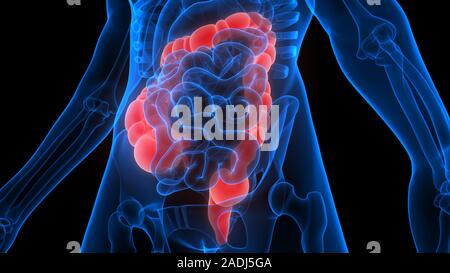 Large Intestine a Part of Human Digestive System Anatomy X-ray 3D rendering Stock Photo