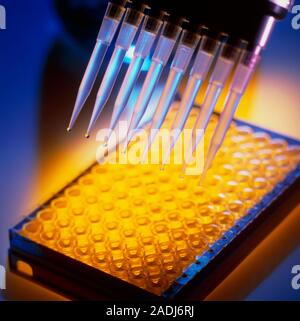 Blood test. Multi-pipette being used to carry out an enzyme-linked immunosorbent assay (ELISA) blood analysis. Using the multi-channel pipette it is p Stock Photo