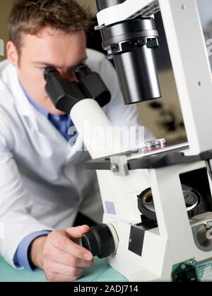 MODEL RELEASED. Blood analysis. Technician examining a blood sample under a light microscope. The number and shape of the cells and the composition of Stock Photo