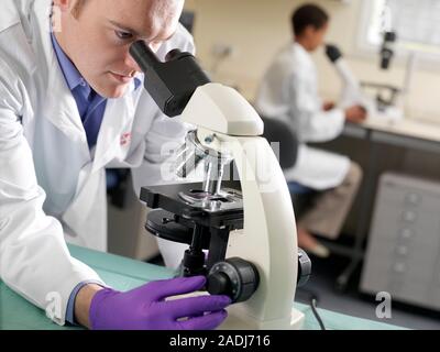 MODEL RELEASED. Stem cell blood analysis. Technician examining a sample of cells grown from blood stem cells under a light microscope. The stem cells, Stock Photo
