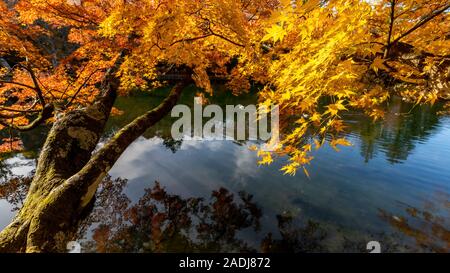 Yellow maple leaves fluttering in the wind at lake side Stock Photo