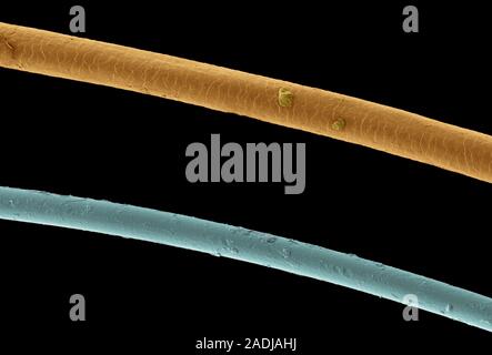 Needle and hair. Coloured scanning electron micrograph (SEM) of a strand of hair (brown) and a 10/0 gauge suture thread (blue), made from microfilamen Stock Photo