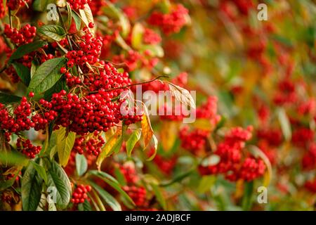 Cotoneaster berries bring colour and wildlife into the winter garden. Stock Photo