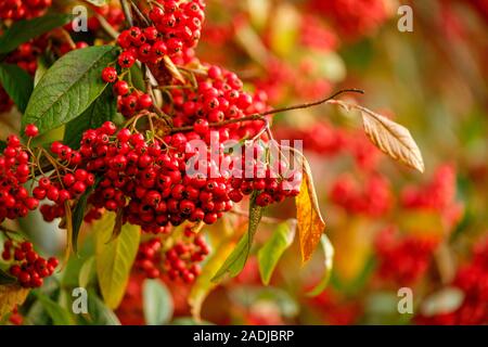 Cotoneaster berries bring colour and wildlife into the winter garden. Stock Photo