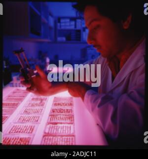 Tissue compatibility test. Tech- nician using a multi-channel pipette whilst analysing tissues for their compatability and suitability for organ trans Stock Photo