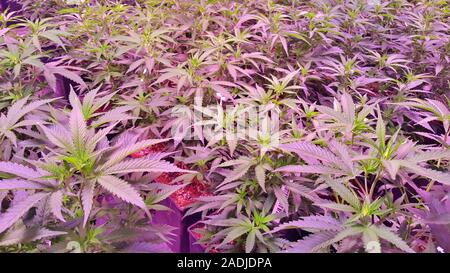 cannabis plant growing in a pots legally in a factory image Stock Photo