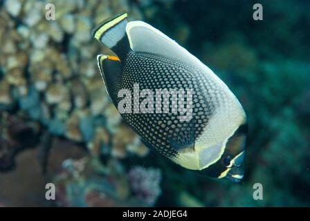 Reticulated Butterflyfish Chaetodon reticulatus Stock Photo