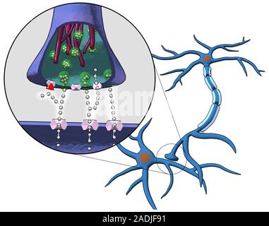 Action of selective serotonin reuptake inhibitors (SSRIs) at a chemical synapse, computer artwork. Chemical synapses are the junctions between any two Stock Photo