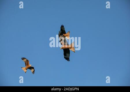Three Red Kites in flight against a blue sky, Stock Photo