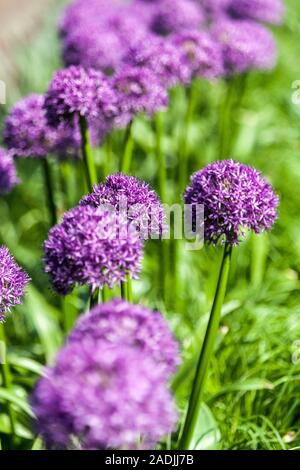 Giant Onion Allium giganteum 'Globemaster' Mauve flowers allium ornamental garden Stock Photo