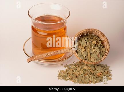 Eucalyptus. Tea (infusion) made from dried eucalyptus (Eucalyptus globulus) leaves, some seen at centre right. Eucalyptus is taken as a herbal tea for Stock Photo