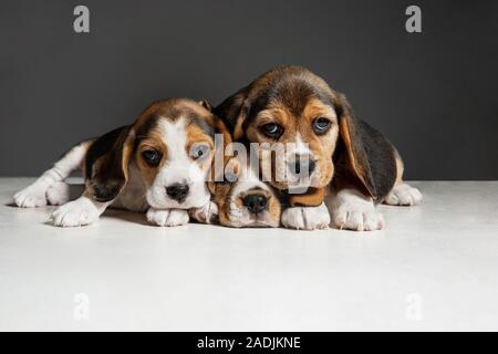 Beagle tricolor puppies are posing. Cute white-braun-black doggies or pets playing on grey background. Look attented and playful. Studio photoshot. Concept of motion, movement, action. Negative space. Stock Photo