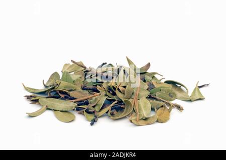 Uva-ursi. Dried uva-ursi leaves (Arctostaphylos uva-ursi). Uva-ursi has strong anti-septic and anti-bacterial actions. In herbal medicine it is used t Stock Photo