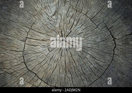 Round cut down wooden stump tree felled - section of the trunk with annual rings. Wooden background texture. Stock Photo