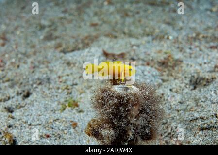 Yellow Pygmy-goby Lubricogobius exiguus Stock Photo