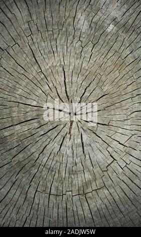 Round cut down wooden stump tree felled - section of the trunk with annual rings. Wooden background texture. Stock Photo