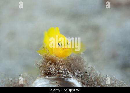 Yellow Pygmy-goby Lubricogobius exiguus Stock Photo