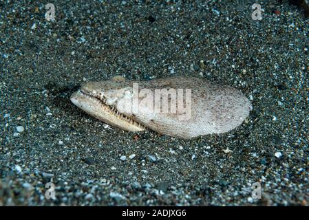 Crocodile Snake eel Brachysomophis crocodilinus Stock Photo - Alamy