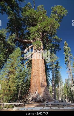 Grizzly Giant Tree in Mariposa Grove, Yosemite National Park, California, USA. Stock Photo