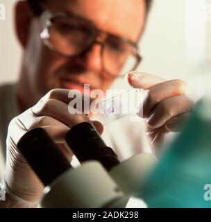 Microbiology. Scientist checks a sample on a glass slide before viewing it through a binocular microscope. Microscopic analysis may allow him to detec Stock Photo