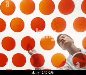 Biological researcher pipetting a solution into one of many petri dishes. The petri dishes contain colonies of bacteria (dark spots). Bacteria are cul Stock Photo