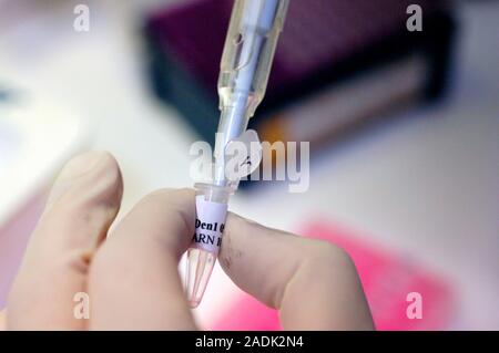 Dengue virus research. Scientist at the National Reference Centre for Arboviruses and Viral Haemorrhagic Fevers extracting RNA (ribonucleic acid) from Stock Photo