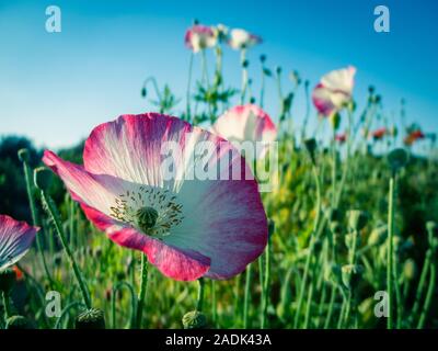 Papaver somniferum, commonly known as the opium poppy or breadseed poppy, is a species of flowering plant in the family Papaveraceae Stock Photo