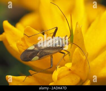 Dorsal view of Adelphocoris lineolatus mirid bug resting on gorse flower. Tipperary, Ireland Stock Photo