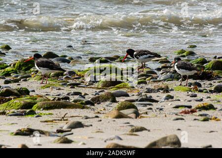 Eurasian oystercatcher (Haematopus ostralegus) on the rocky shoreline of a beach Stock Photo