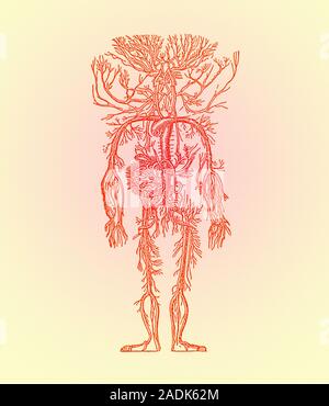Human blood vessels. Historical artwork of the blood vessels in a human body. The outlines of the arms and legs are clearly seen, and the main body ar Stock Photo