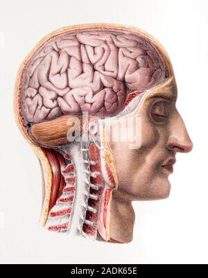 Brain. Historical anatomical artwork of the human brain. This view is from the side, and part of the skin and skull and the outer membranes and blood Stock Photo