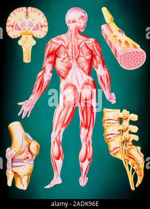 Interactive Muscle Anatomy Interactive Human Body Toy STEM Anatomy