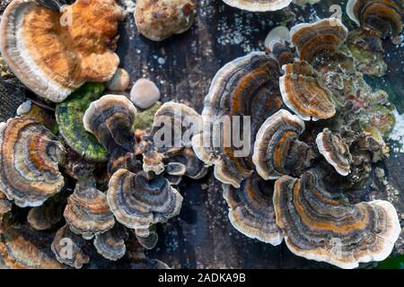 Beautiful close up group mushrooms growing on the tree stump inside the natural forest Stock Photo