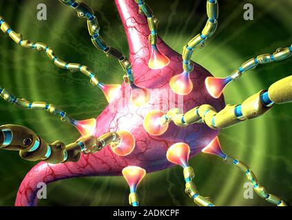 Vomiting. Computer artwork of synapses, or junctions, (cones) between nerve cells and the exterior wall of the stomach. During the vomit reflex, nerve Stock Photo