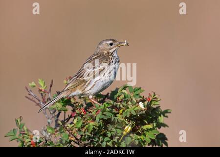Meadow pipit (Anthus pratensis) perched in bush with insect prey in beak Stock Photo