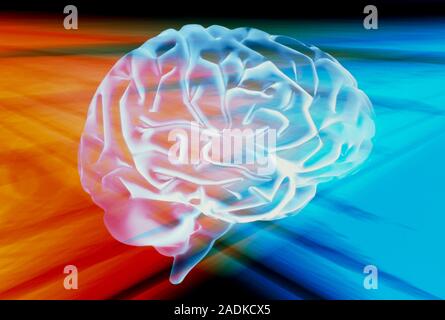 Human brain. Conceptual computer artwork of a brain, seen in profile. The front of the brain is at right. The cerebellum (lower left) coordinates musc Stock Photo