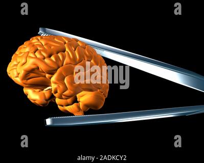 Brain research, conceptual computer artwork. The tweezers holding a human brain represent the study of the brain and its function. The brain is seen f Stock Photo