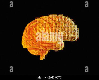 Brain. Conceptual computer artwork of a brain seen from the side. The front of the brain is at right. Stock Photo
