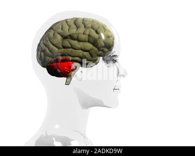 Brain, cerebellum. Computer artwork of a human brain in profile within a glass-effect female head, showing the location of the cerebellum (red). The c Stock Photo