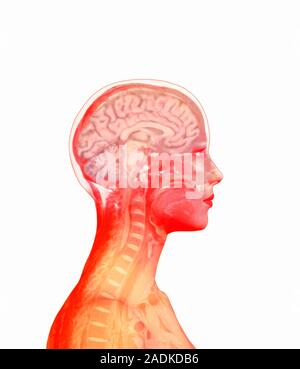 Brain. Computer artwork of a side view of a healthy human brain. At centre is one of the hemispheres of the cerebrum, which is responsible for conscio Stock Photo