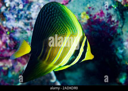 Pacific Sailfin Tang Zebrasoma veliferum Stock Photo