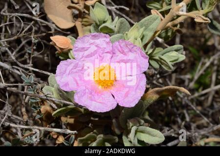 Cistus albidus (grey-leaved cistus) is a shrubby species native to south-western Europe and western North Africa, growing mainly in open rocky ground. Stock Photo