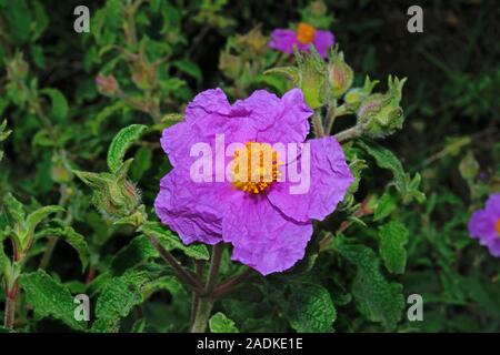 Cistus creticus (pink rock-rose) is widespread in open woodland, maquis and phrygana in the central and eastern Mediterranean. Stock Photo