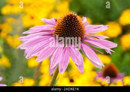 A single Purple coneflower "Magnus" Echinacea flower Echinacea purpurea flowerhead cone Stock Photo