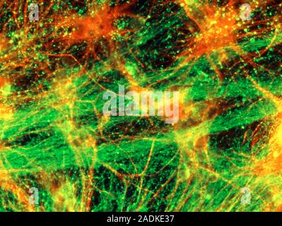 Immunofluorescent Light Micrograph of a network of neurons and astrocyte cells, in brain cortex. In the foreground, nerve fibres of neurons (green) ar Stock Photo