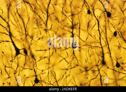 Cerebral cortex nerve cells. Light micrograph of a section through neurones (nerve cells, black) in the cerebral cortex of a human brain. Branching pr Stock Photo