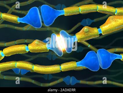 Synapses. Computer artwork of synapses, the junctions between the ends (blue, swollen) of two nerve cells (neurons). Nerve cells are responsible for p Stock Photo