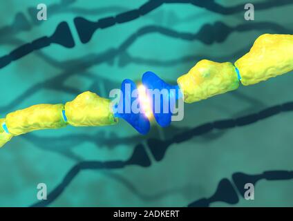 Synapses. Computer artwork of synapses, the junctions between the ends (blue, swollen) of two nerve cells (neurons). Nerve cells are responsible for p Stock Photo