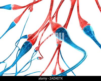 Nerve cell synapses. Computer artwork of the chemical synapses between two nerve cells, or neurons, (one red and one blue). Neurons are responsible fo Stock Photo