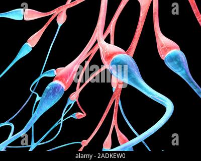Nerve cell synapses. Computer artwork of the chemical synapses between two nerve cells, or neurons, (one red and one blue). Neurons are responsible fo Stock Photo